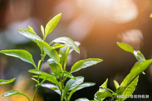 植物及植物提取物檢測在天然香料質(zhì)量控制中的應(yīng)用