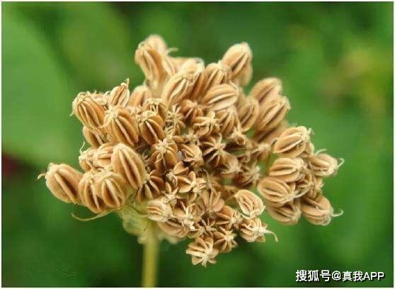 老國貨膚美靈洗面奶 價(jià)格親民卻功效非凡，植物提取物不輸大牌