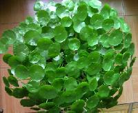 蘭州金錢(qián)草提取物 源自西北的天然香料瑰寶